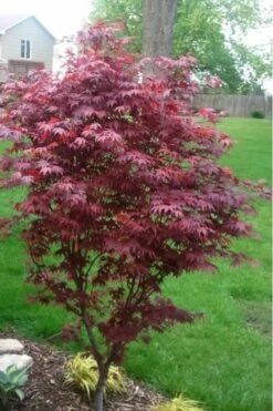 Fireglow Red Leaf Japanese Maple - 5 Gallon Pot (3-4') -Wilson Bros Gardens Shop japanese maple fireglow 12 3