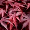 Fireglow Red Leaf Japanese Maple - 5 Gallon Pot (3-4')