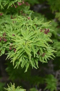 Lions Head Japanese Maple - Acer Palmatum 'Shishigashira' - 5 Gallon Pot -Wilson Bros Gardens Shop japanese maple lions head shishigashira 1 2
