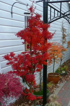 Lions Head Japanese Maple - Acer Palmatum 'Shishigashira' - 1 Gallon Pot -Wilson Bros Gardens Shop japanese maple lions head shishigashira 3 3