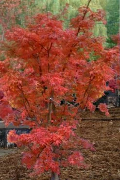 Lions Head Japanese Maple - Acer Palmatum 'Shishigashira' - 5 Gallon Pot -Wilson Bros Gardens Shop japanese maple lions head shishigashira 4 2