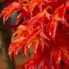 Lions Head Japanese Maple - Acer Palmatum 'Shishigashira' - 5 Gallon Pot