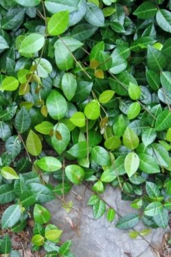 Asian Jasmine - Asiatic Jasmine - 1 Gallon Pot -Wilson Bros Gardens Shop jasmine asian 10 2