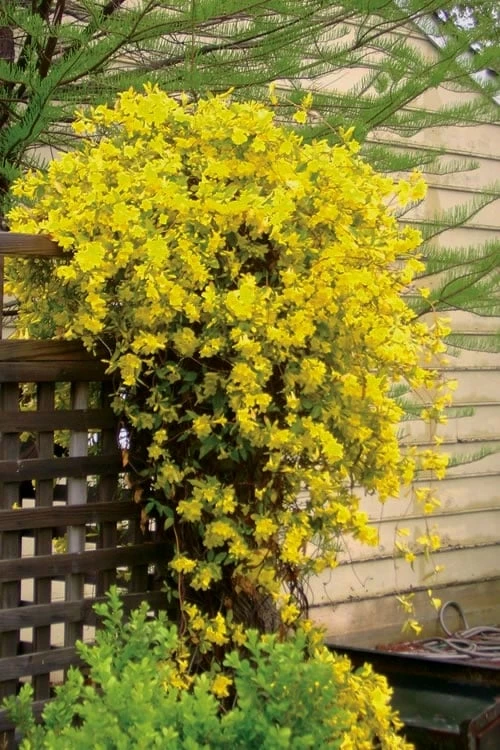 Carolina Yellow Jasmine - Jessamine (Gelsium Sempervirens) - 6 Pack Of 1 Gallon Pots 4 Carolina Yellow Jasmine - Jessamine (Gelsium Sempervirens) - 6 Pack Of 1 Gallon Pots - Image 4