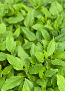 Jerusalem Artichoke (Helianthus Tubersosus) -Wilson Bros Gardens Shop jerusalemartichokePlantSowExotic 1