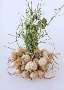 Jicama (Pachyrhizus Erosus) -Wilson Bros Gardens Shop jicama plant for sale sow exotic