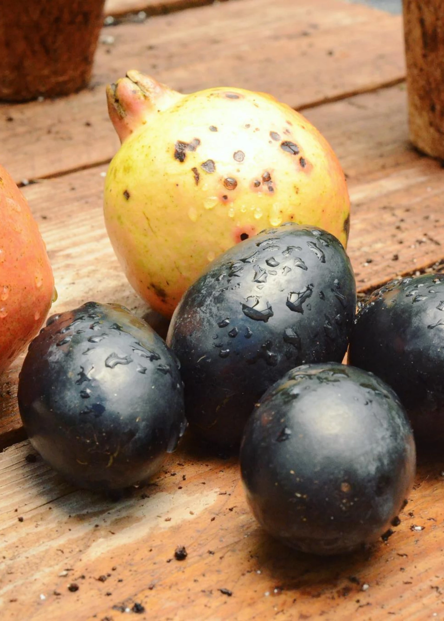 Avocado 'Joey' (Persea Americana) 2 Avocado 'Joey' (Persea Americana) - Image 2