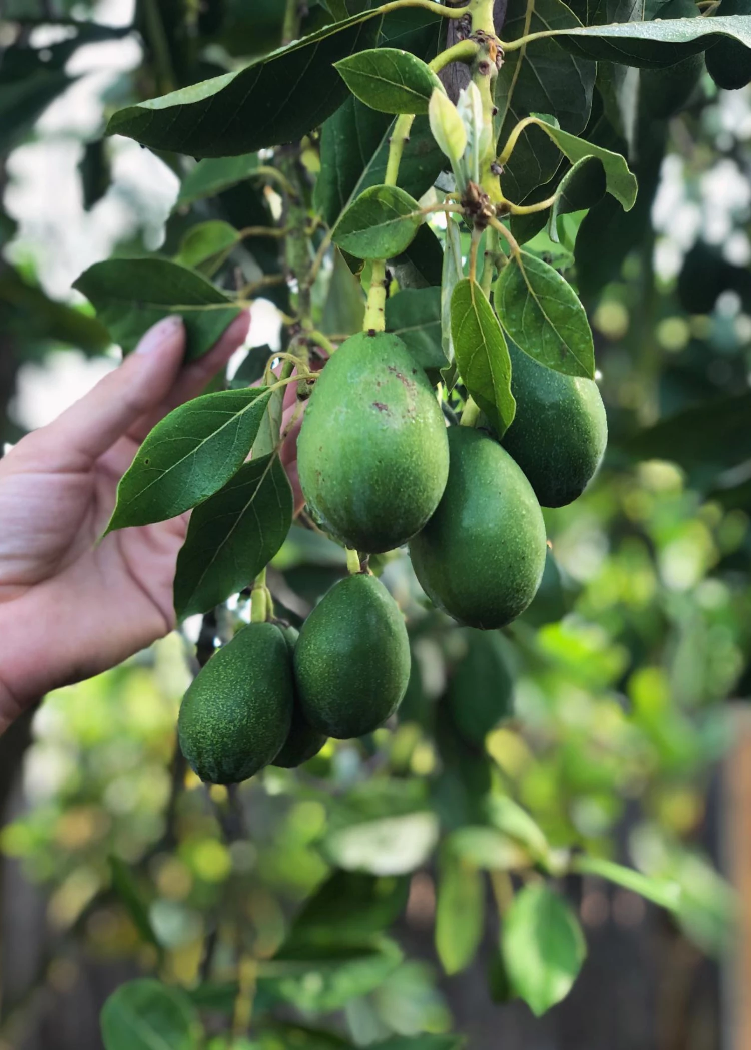 Avocado 'Joey' (Persea Americana) 1 Avocado 'Joey' (Persea Americana)