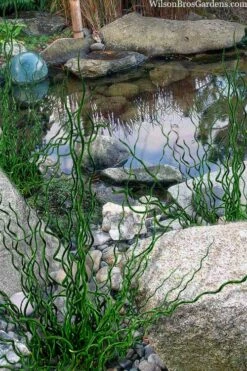 Big Twister Giant Corkscrew Rush (Juncus Effusus) - 5 Pack Of Quart Pots -Wilson Bros Gardens Shop juncus effusus big twister 100