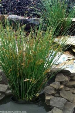 Soft Rush (Juncus Effusus) - 6 Pack Of 1 Gallon Pots -Wilson Bros Gardens Shop juncus effusus soft rush 1 2