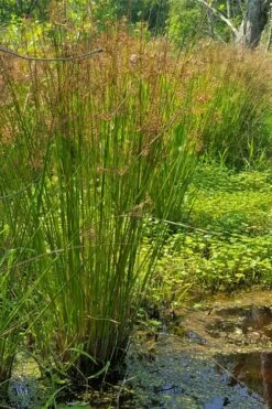 Soft Rush (Juncus Effusus) - 1 Gallon Pot -Wilson Bros Gardens Shop juncus effusus soft rush 2 1
