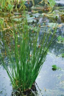 Soft Rush (Juncus Effusus) - 1 Gallon Pot -Wilson Bros Gardens Shop juncus effusus soft rush 3 1