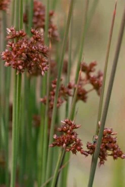 Soft Rush (Juncus Effusus) - 8 Pack Of 1 Gallon Pots -Wilson Bros Gardens Shop juncus effusus soft rush 4