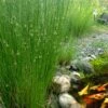 Soft Rush (Juncus Effusus) - 6 Pack Of 1 Gallon Pots