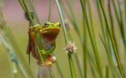 Soft Rush (Juncus Effusus) - 8 Pack Of 1 Gallon Pots -Wilson Bros Gardens Shop juncus effusus soft rush 7