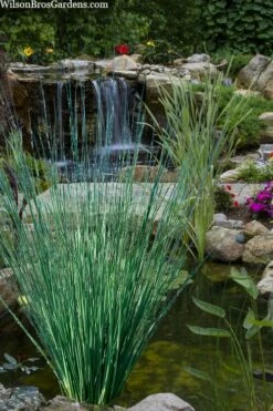 Elk's Blue California Gray Rush (Juncus Patens) - 1 Gallon Pot -Wilson Bros Gardens Shop juncus inflexus blue arrows rush 20