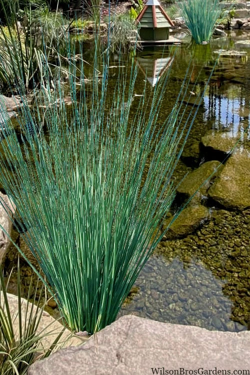Blue Arrows Rush (Juncus Inflexus) - 1 Gallon Pot 4 Blue Arrows Rush (Juncus Inflexus) - 1 Gallon Pot - Image 4