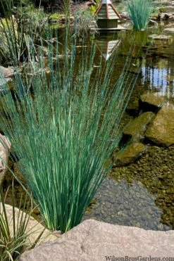Blue Arrows Rush (Juncus Inflexus) - 5 Pack Of Quart Pots 11 Blue Arrows Rush (Juncus Inflexus) - 5 Pack Of Quart Pots -Wilson Bros Gardens Shop juncus inflexus blue arrows rush 21