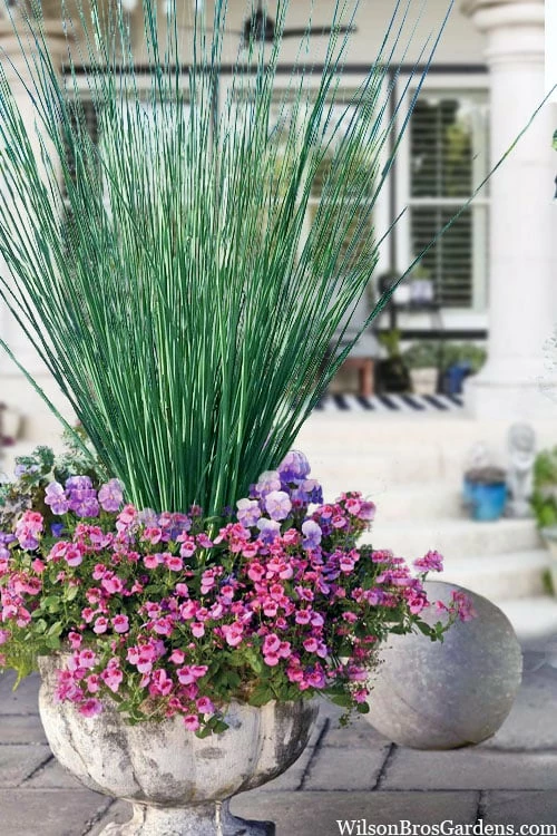 Blue Arrows Rush (Juncus Inflexus) - 1 Gallon Pot 1 Blue Arrows Rush (Juncus Inflexus) - 1 Gallon Pot