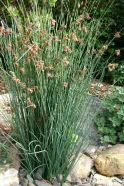 Elk's Blue California Gray Rush (Juncus Patens) - 1 Gallon Pot -Wilson Bros Gardens Shop juncus patens elk blue california rush 9