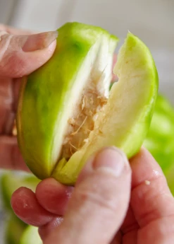 June Plum (Spondias Dulcis) -Wilson Bros Gardens Shop juneplymsowexotic 2