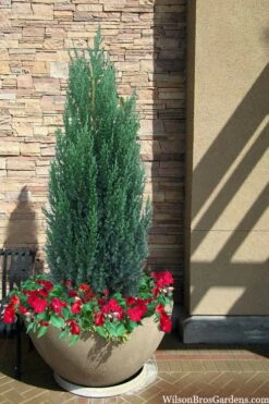 Blue Point Juniper - 1 Gallon Pot -Wilson Bros Gardens Shop juniper blue point 21 1