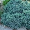 Blue Star Juniper - 3 Gallon Pot