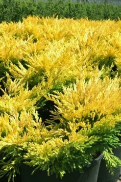 Limeglow Golden Andorra Compact Juniper - 1 Gallon Pot -Wilson Bros Gardens Shop juniper horizontalis lime glow 22 1