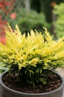 Limeglow Golden Andorra Compact Juniper - 1 Gallon Pot -Wilson Bros Gardens Shop juniper horizontalis lime glow 23 2
