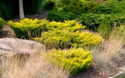 Limeglow Golden Andorra Compact Juniper - 6 Pack Of 1 Gallon Pots -Wilson Bros Gardens Shop juniper horizontalis lime glow 24