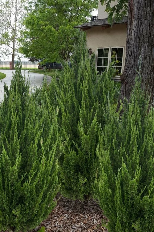 Idyllwild Juniper (Red Cedar) - 3 Gallon Pot 1 Idyllwild Juniper (Red Cedar) - 3 Gallon Pot