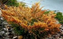 Limeglow Golden Andorra Compact Juniper - 1 Gallon Pot -Wilson Bros Gardens Shop juniper limeglow fall foliage color 2 2
