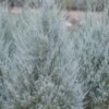 Moonglow Pyramidal Blue Juniper - 7 Gallon Pot (3-4')