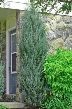 Skyrocket Columnar Juniper - 6 Pack Of 1 Gallon Pots -Wilson Bros Gardens Shop juniper skyrocket 2 1