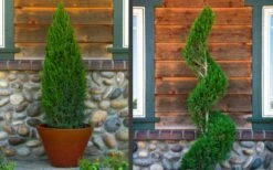 Spartan Juniper - 3 Gallon Pot -Wilson Bros Gardens Shop juniper20spartan202 3