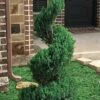 Blue Point Juniper Spiral Topiary - 7 Gallon Pot