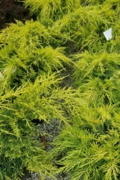 Gold Lace Juniper - 1 Gallon Pot -Wilson Bros Gardens Shop juniperus chinensis gold lace juniper 2 1