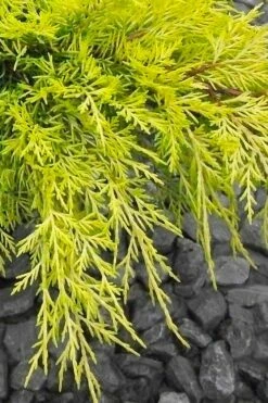 Gold Lace Juniper - 6 Pack Of 1 Gallon Pot -Wilson Bros Gardens Shop juniperus chinensis gold lace juniper 3