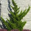 Hollywood Torulosa Juniper - 3 Gallon Pot