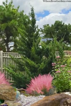 Hollywood Torulosa Juniper - 7 Gallon Pot (5-6') -Wilson Bros Gardens Shop juniperus chinensis torulosa hollywood 101 2