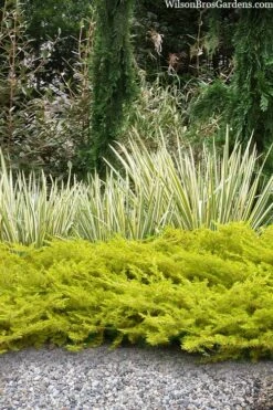 All Gold Golden Pacific Juniper - 6 Pack Of 1 Gallon Pots -Wilson Bros Gardens Shop juniperus conferta all gold pacific shore juniper 20