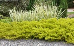 All Gold Golden Pacific Juniper - 6 Pack Of 1 Gallon Pots -Wilson Bros Gardens Shop juniperus conferta all gold pacific shore juniper 21 2