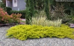 All Gold Golden Pacific Juniper - 6 Pack Of 1 Gallon Pots -Wilson Bros Gardens Shop juniperus conferta all gold pacific shore juniper 22 2