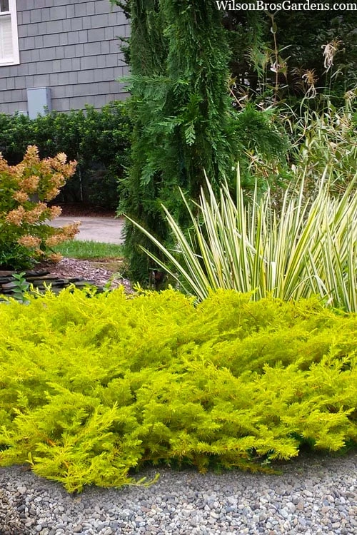 All Gold Golden Pacific Juniper - 3 Gallon Pot 1 All Gold Golden Pacific Juniper - 3 Gallon Pot