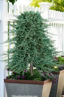 Blue Rug Juniper Tree Form Topiary - 3 Gallon Pot 7 Blue Rug Juniper Tree Form Topiary - 3 Gallon Pot -Wilson Bros Gardens Shop juniperus horizontalis wiltonii blue rug topiary tree form 2