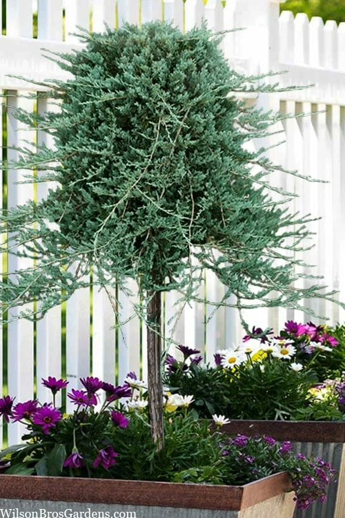 Blue Rug Juniper Tree Form Topiary - 3 Gallon Pot 1 Blue Rug Juniper Tree Form Topiary - 3 Gallon Pot