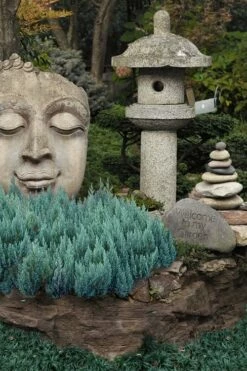 Blue Forest Juniper - 1 Gallon Pot