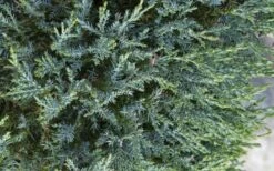 Medora Rocky Mountain Juniper - 2 Gallon Pot (3-4') -Wilson Bros Gardens Shop juniperus scopulorum medora juniper 2