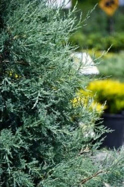Medora Rocky Mountain Juniper - 2 Gallon Pot (3-4') -Wilson Bros Gardens Shop juniperus scopulorum medora juniper 5