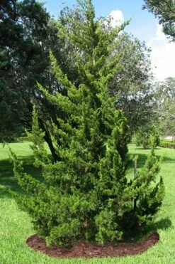 Canaertii Juniper (Red Cedar) - 3 Gallon Pot -Wilson Bros Gardens Shop juniperus virginiana canaertii eatern red cedar 2 1